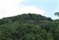 jašterica múrová (24.5.2014)